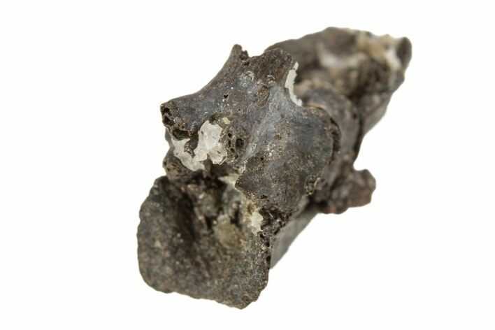 Permian Reptile Fossil Vertebra with Chevron - Oklahoma #261357